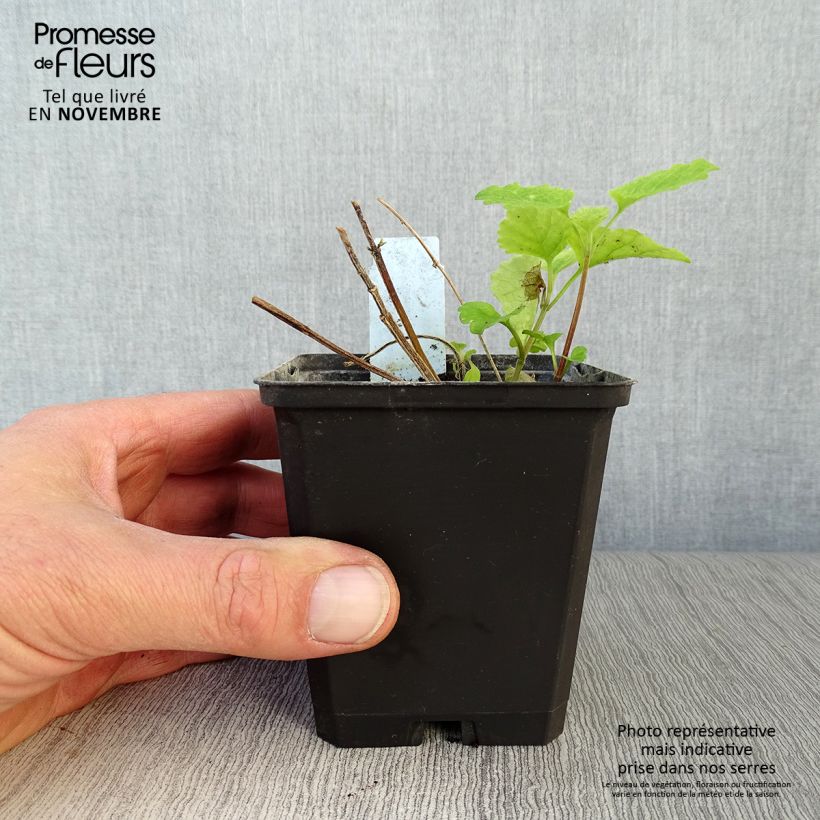 Exemplaar van Lamiastrum galeobdolon Florentinum - Gele dovenetel Kweekpotje van 8/9 cm zoals geleverd in de herfst