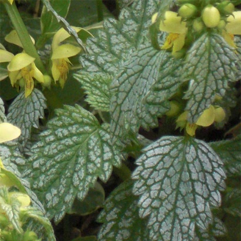 Lamium galeobdolon Hermanns Pride - Lamier doré (Blad)