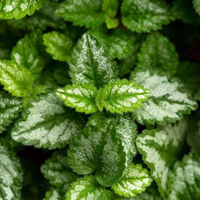 Lamium galeobdolon - Gele dovenetel (Blad)
