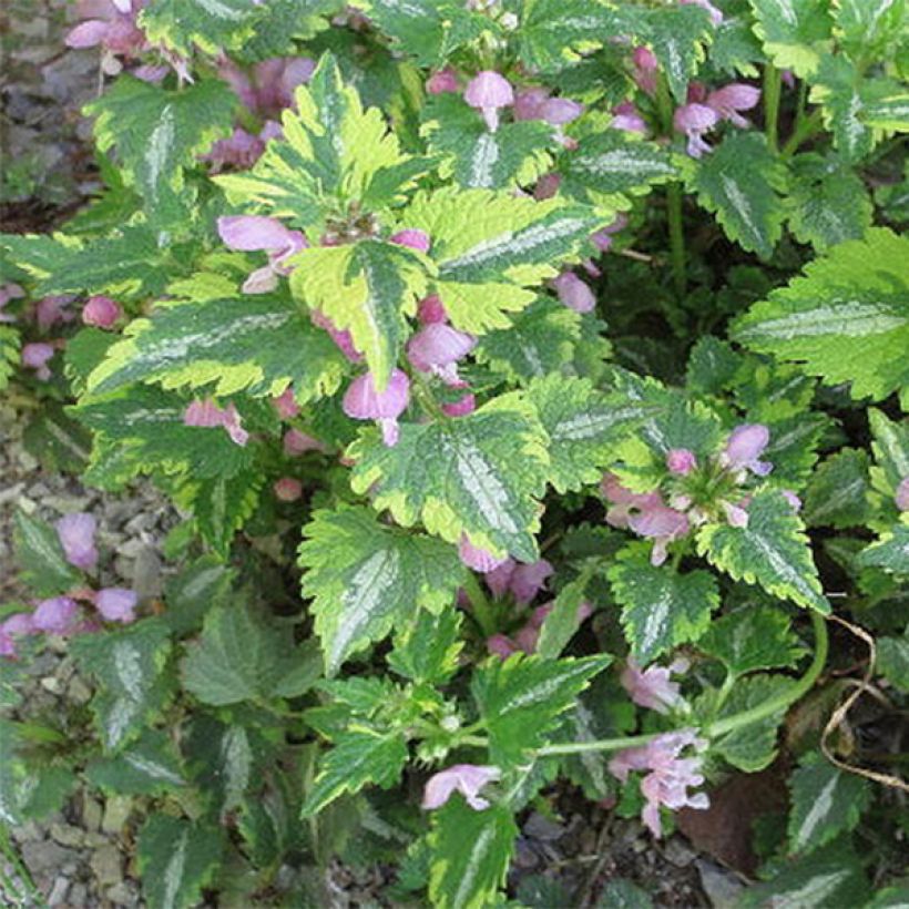 Lamium maculatum Anne Greenaway - Lamier bont (Blad)