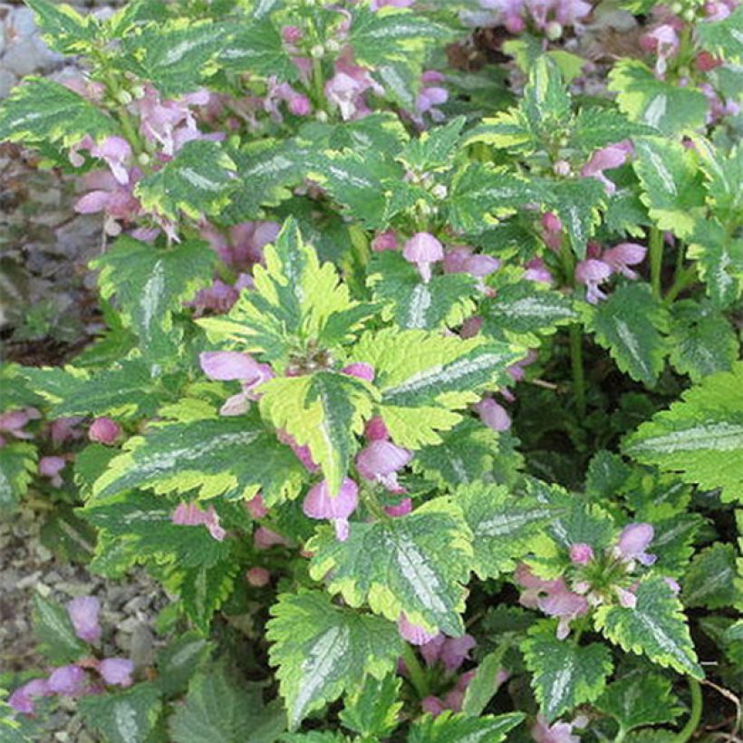 Lamium maculatum Anne Greenaway - Lamier bont (Bloei)