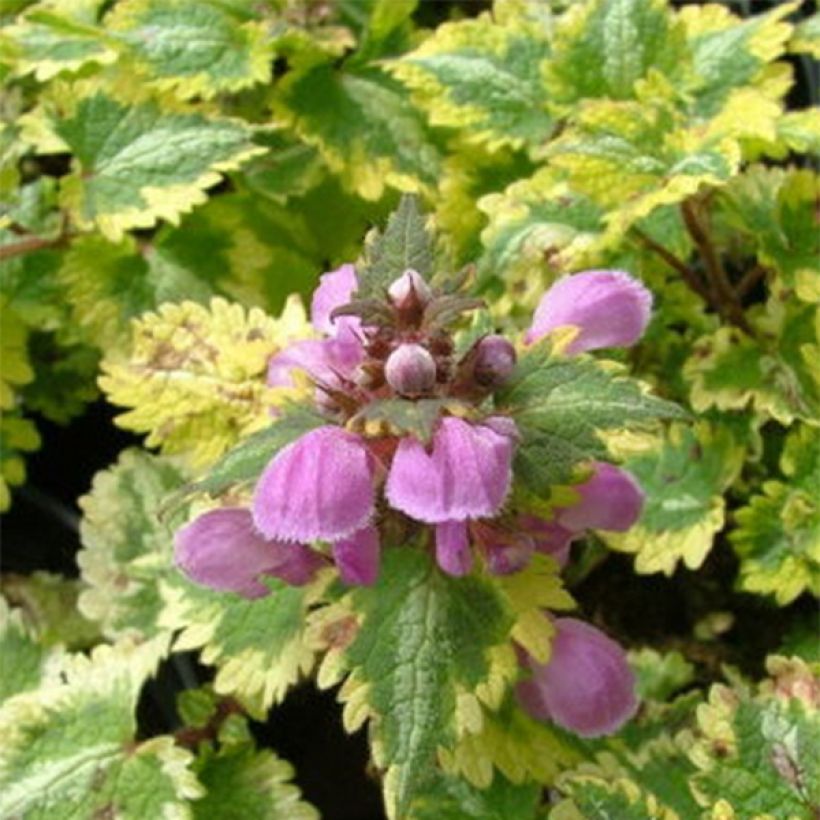 Lamium maculatum Golden Anniversary - Gevlekte dovenetel (Blad)