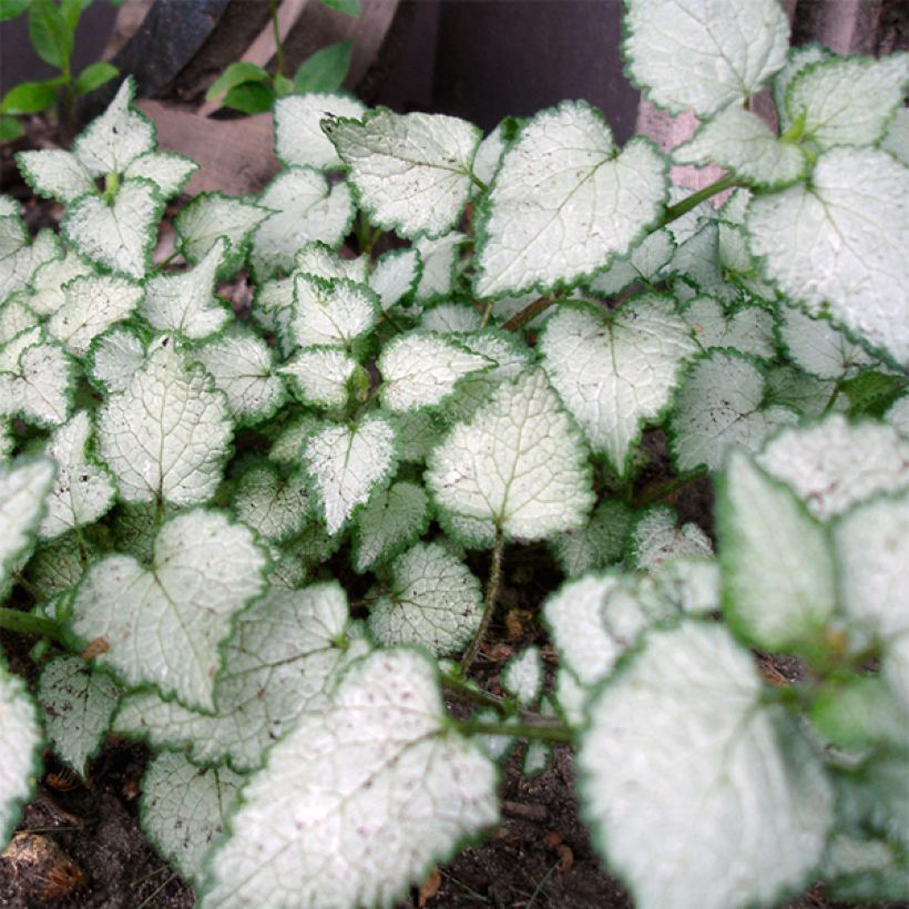 Lamium maculatum Beacon Silver - Gevlekte dovenetel (Blad)