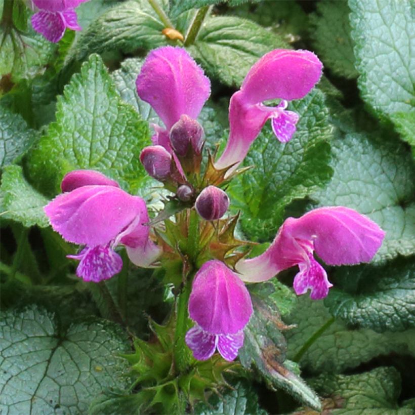 Lamium maculatum Beacon Silver - Gevlekte dovenetel (Bloei)
