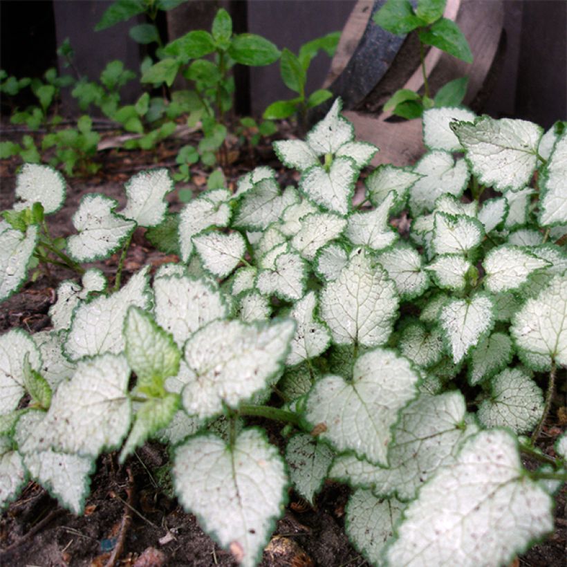 Lamium maculatum Beacon Silver - Gevlekte dovenetel (Groeiplaats)