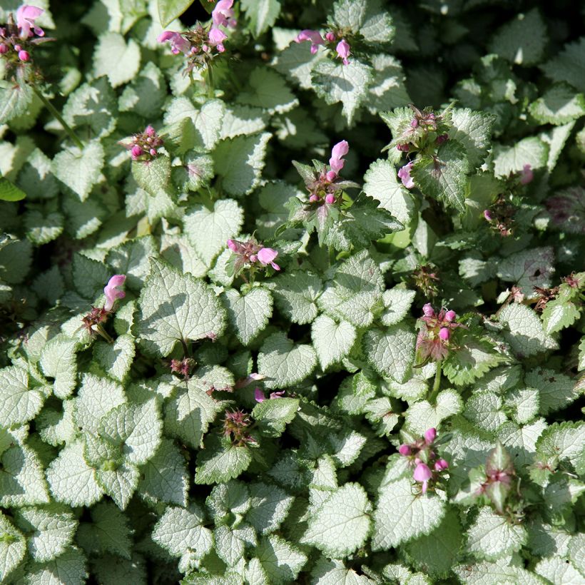 Lamium maculatum Beacon Silver - Gevlekte dovenetel (Groeiplaats)