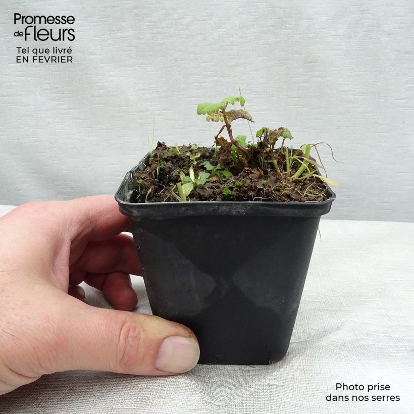 Exemplaar van Lamium maculatum Cannon s Gold - Gevlekte dovenetel Kweekpotje van 8/9 cm zoals geleverd in de winter