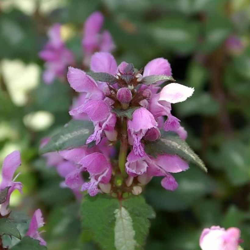 Lamium maculatum Chequers - Gevlekte dovenetel (Bloei)