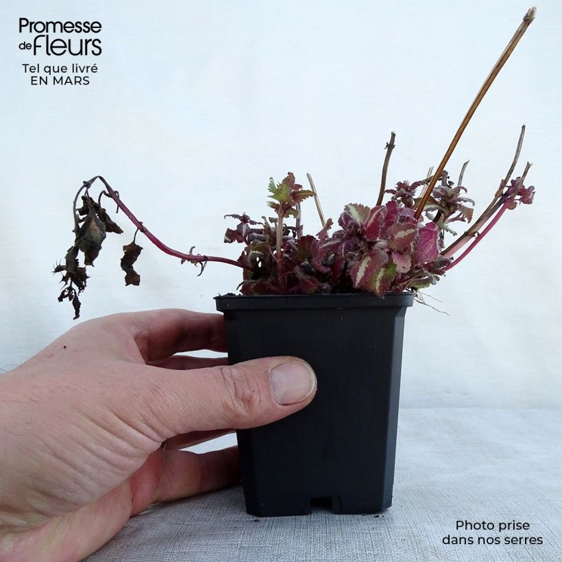 Exemplaar van Lamium maculatum Chequers - Gevlekte dovenetel Kweekpotje van 8/9 cm zoals geleverd in de lente