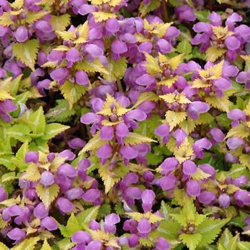 Lamium maculatum Golden Nuggets - Gevlekte dovenetel (Bloei)