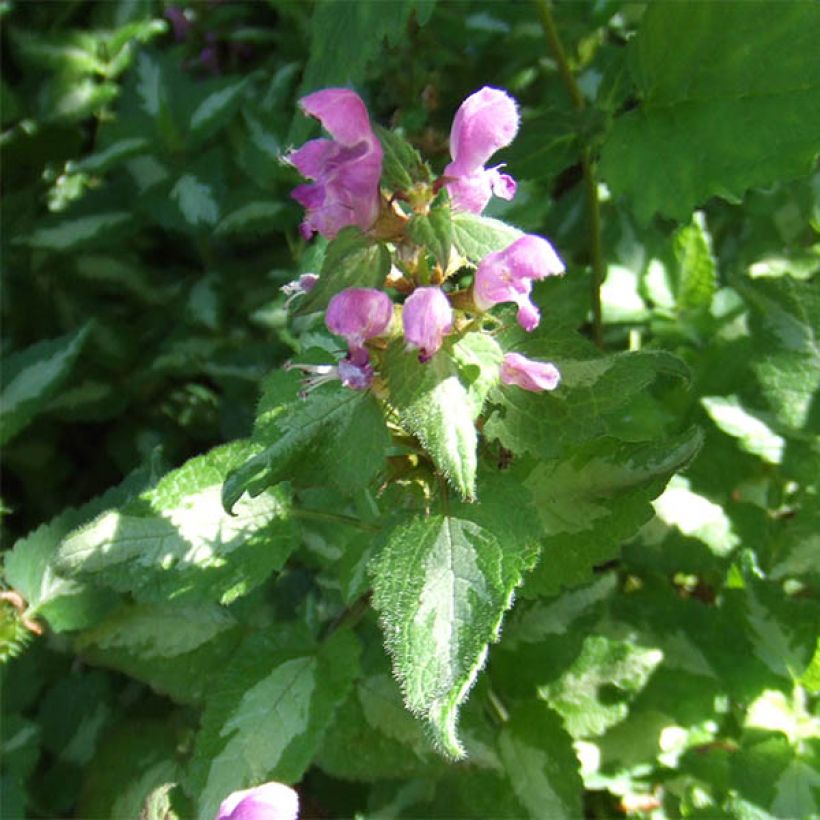 Lamium maculatum Pink Pewter - Gevlekte dovenetel (Bloei)