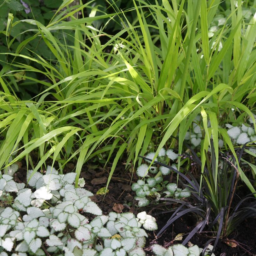 Lamium maculatum Pink Pewter - Gevlekte dovenetel (Groeiplaats)