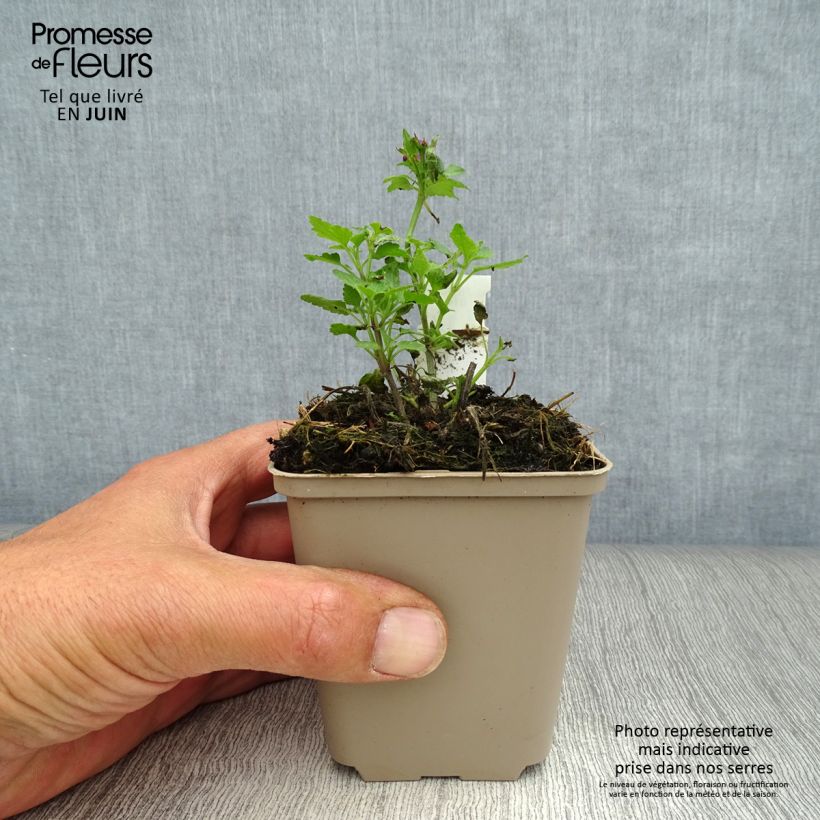 Exemplaar van Lamium maculatum Purple Dragon - Gevlekte dovenetel Kweekpotje van 8/9 cm zoals geleverd in de zomer