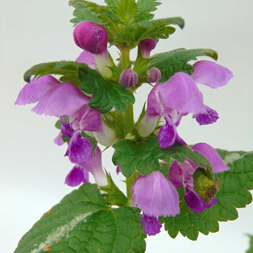 Lamium maculatum Roseum - Gevlekte dovenetel (Bloei)