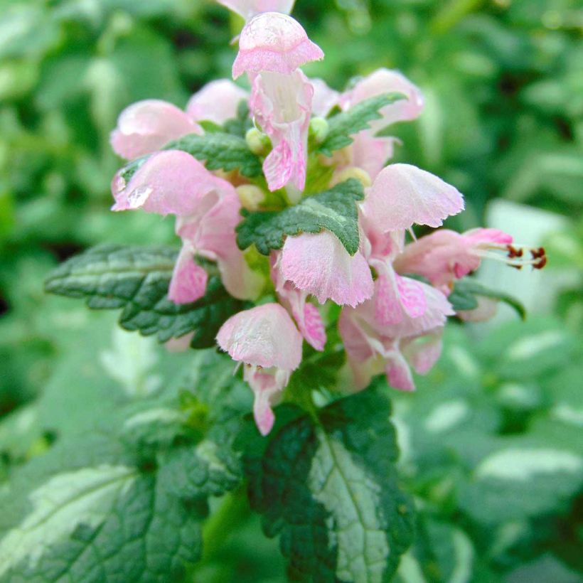 Lamium maculatum Shell Pink - Gevlekte dovenetel (Bloei)