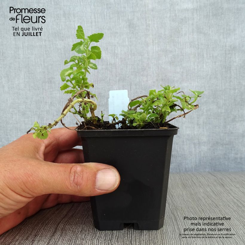 Exemplaar van Lamium maculatum Shell Pink - Gevlekte dovenetel Kweekpotje van 8/9 cm zoals geleverd in de zomer
