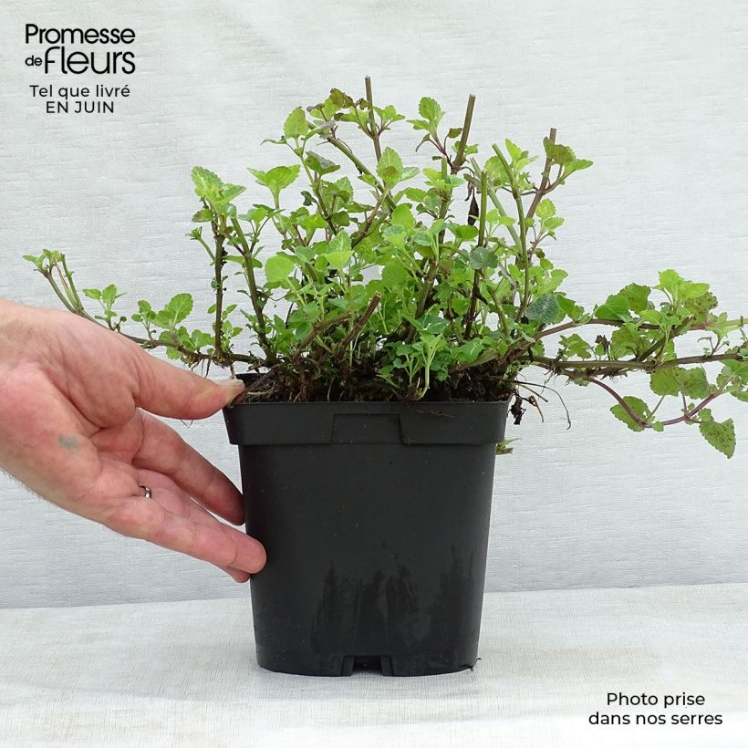 Exemplaar van Lamium maculatum Shell Pink - Gevlekte dovenetel Pot van 2 l/3 l zoals geleverd in de zomer