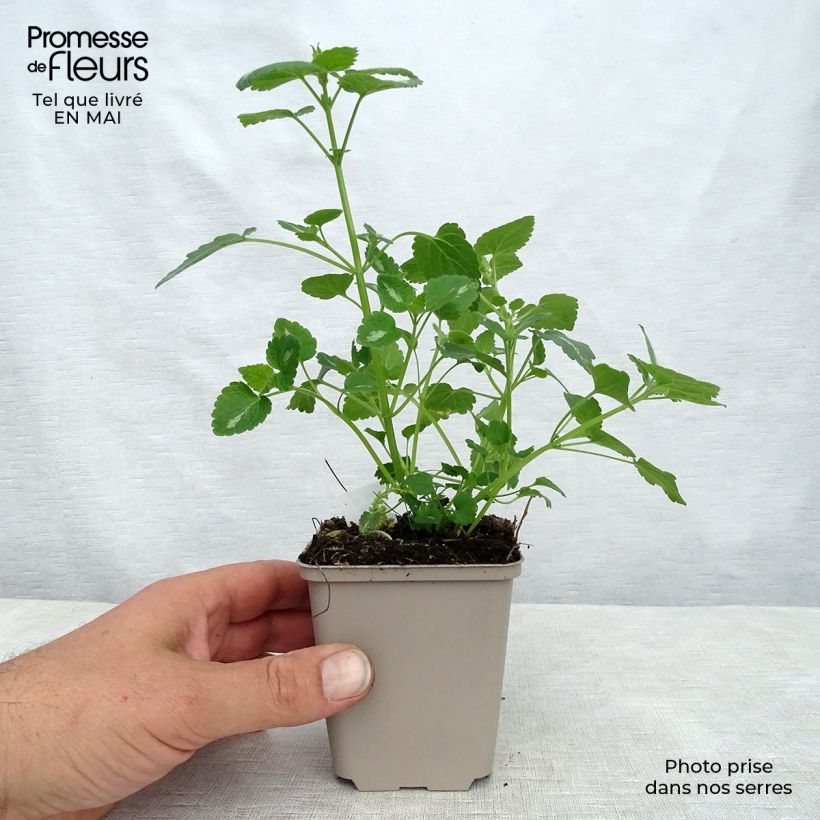 Exemplaar van Lamium maculatum Shell Pink - Gevlekte dovenetel Kweekpotje van 8/9 cm zoals geleverd in de lente