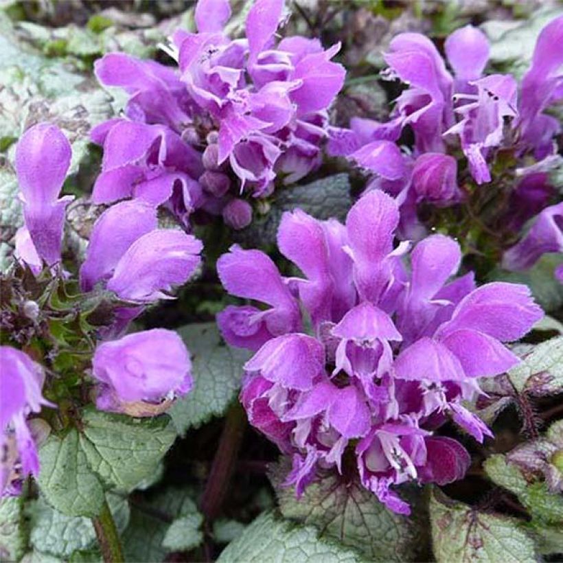 Lamium maculatum Sterling Silver - Gevlekte dovenetel (Bloei)