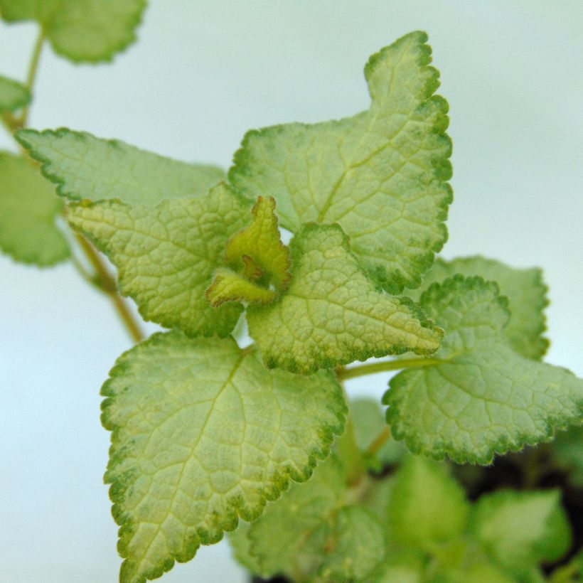 Lamium maculatum Sterling Silver - Gevlekte dovenetel (Blad)