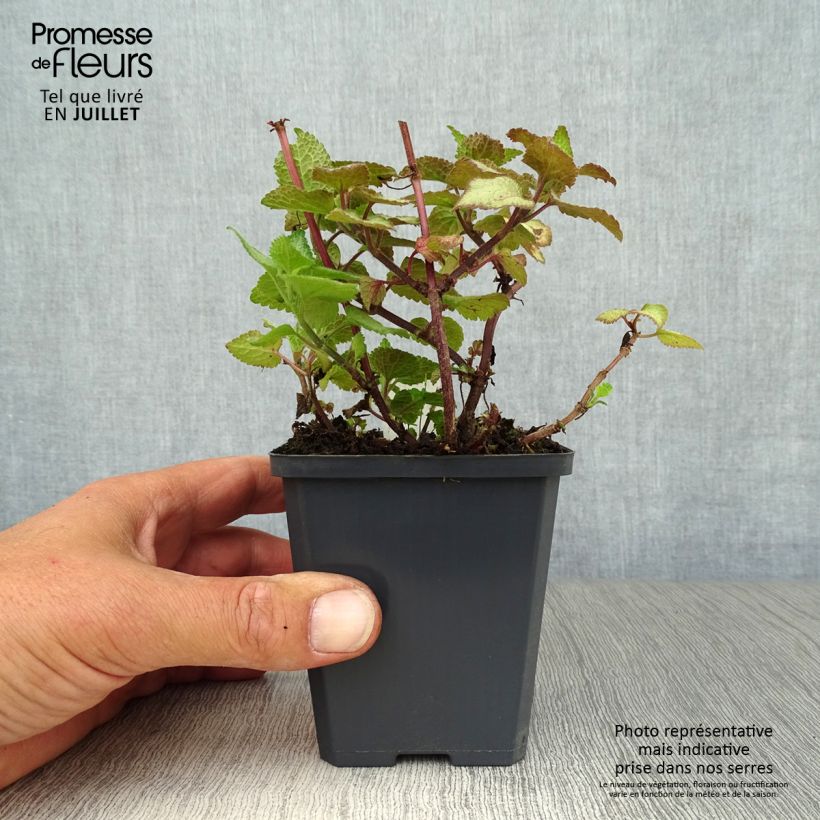 Exemplaar van Lamium maculatum Sterling Silver - Gevlekte dovenetel Kweekpotje van 8/9 cm zoals geleverd in de zomer