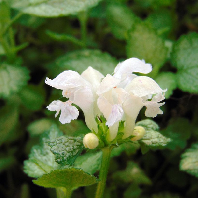Lamium maculatum Wit Nancy - Gevlekte dovenetel (Bloei)