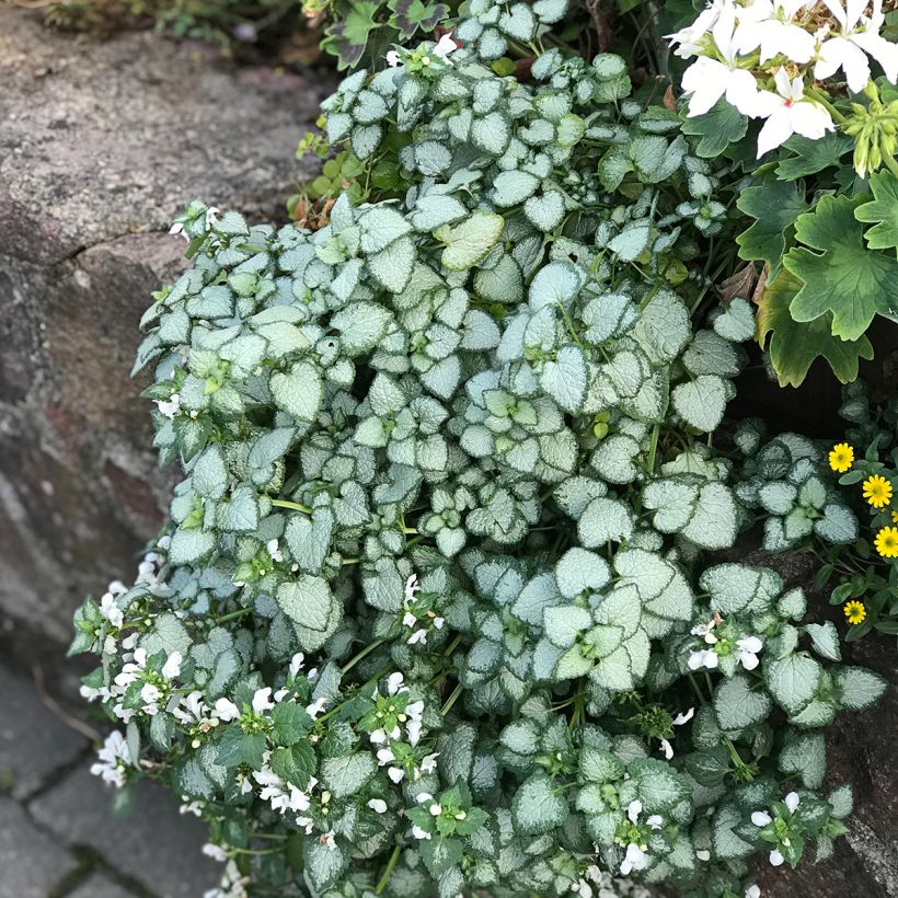 Lamium maculatum Wit Nancy - Gevlekte dovenetel (Groeiplaats)