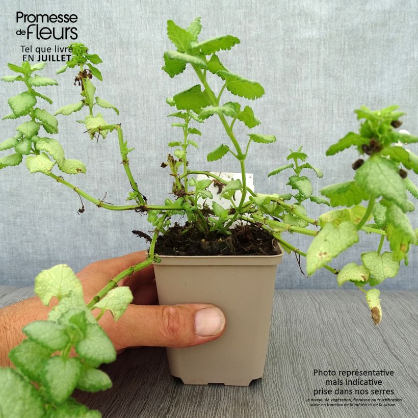 Exemplaar van Lamium maculatum Wit Nancy - Gevlekte dovenetel Kweekpotje van 8/9 cm zoals geleverd in de zomer