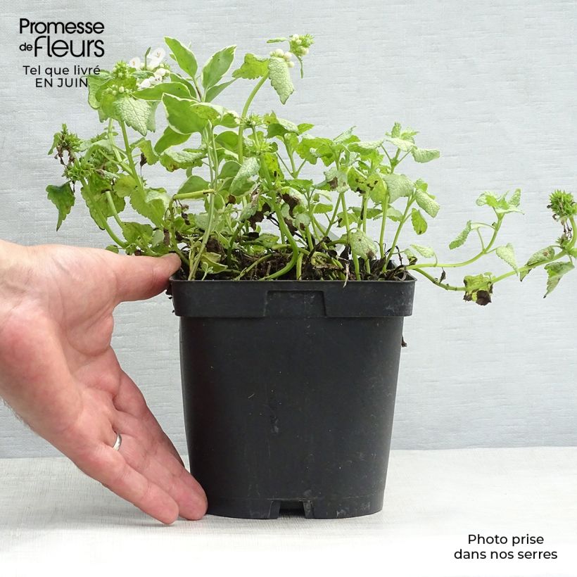 Exemplaar van Lamium maculatum Wit Nancy - Gevlekte dovenetel Pot van 2 l/3 l zoals geleverd in de zomer