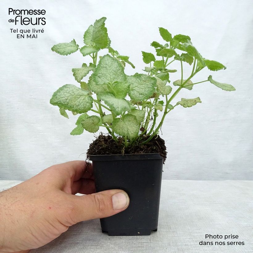 Exemplaar van Lamium maculatum Wit Nancy - Gevlekte dovenetel Kweekpotje van 8/9 cm zoals geleverd in de lente