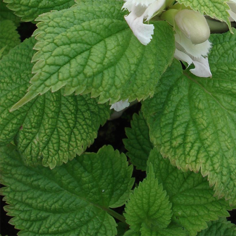 Lamium orvala Album - Dovenetel (Blad)