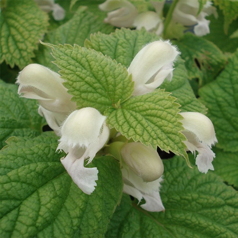 Lamium orvala Album - Dovenetel (Bloei)