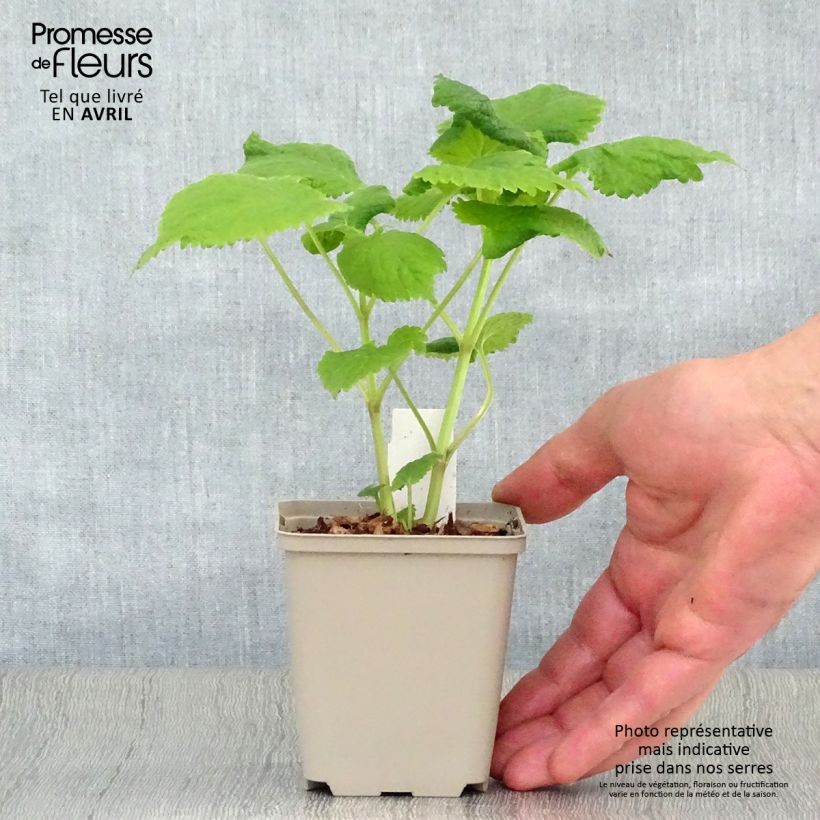 Exemplaar van Lamium orvala Album - Dovenetel Kweekpotje van 8/9 cm zoals geleverd in de lente