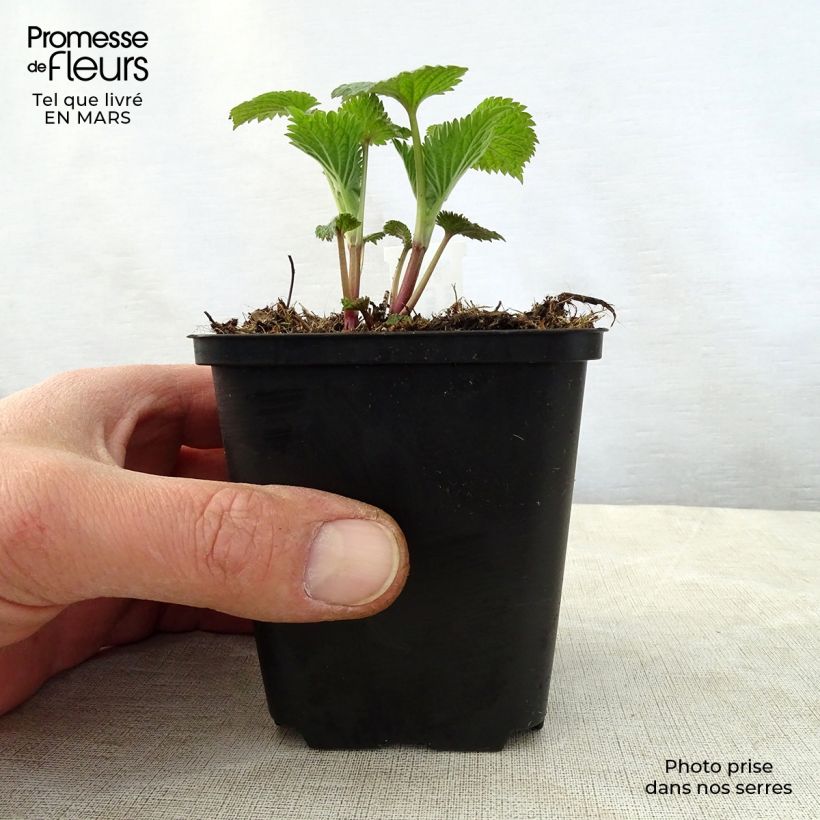 Exemplaar van Lamium orvala - Dovenetel Kweekpotje van 8/9 cm zoals geleverd in de lente