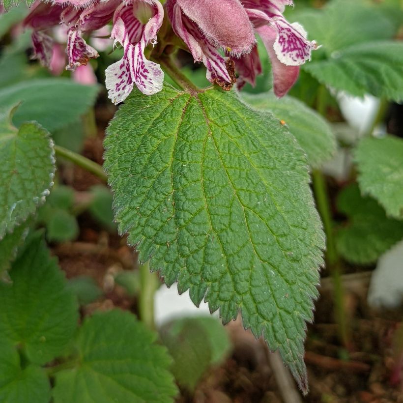 Lamium orvala - Dovenetel (Blad)