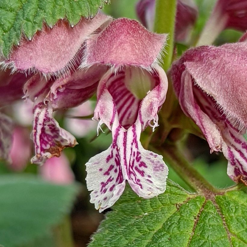 Lamium orvala - Dovenetel (Bloei)