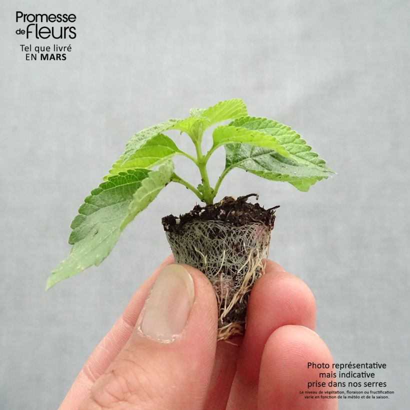 Exemplaar van Lantana Bloomify Rood - Wandelaar Mini-mot Ø 3/4 cm zoals geleverd in de lente