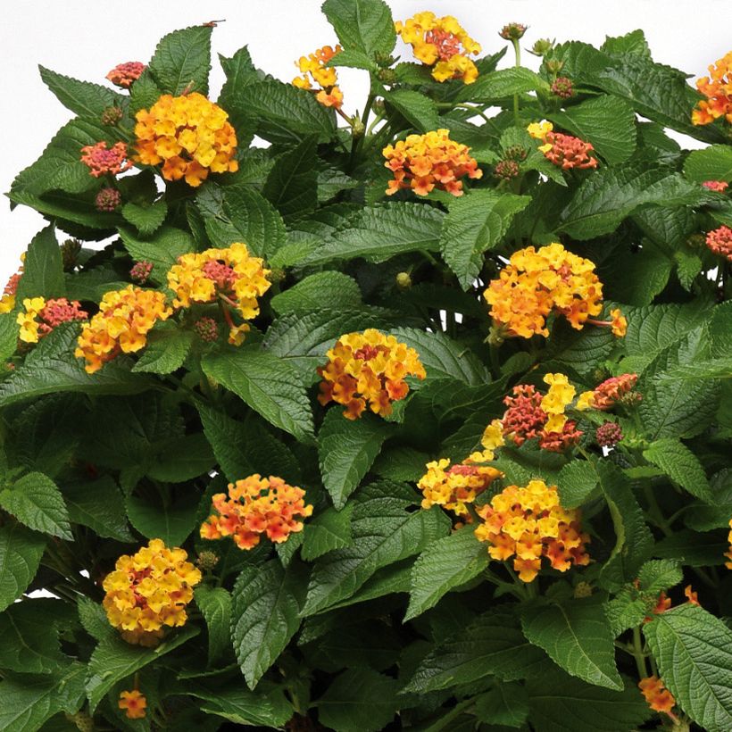 Lantana Bloomify Orange - Wandelaar (Bloei)