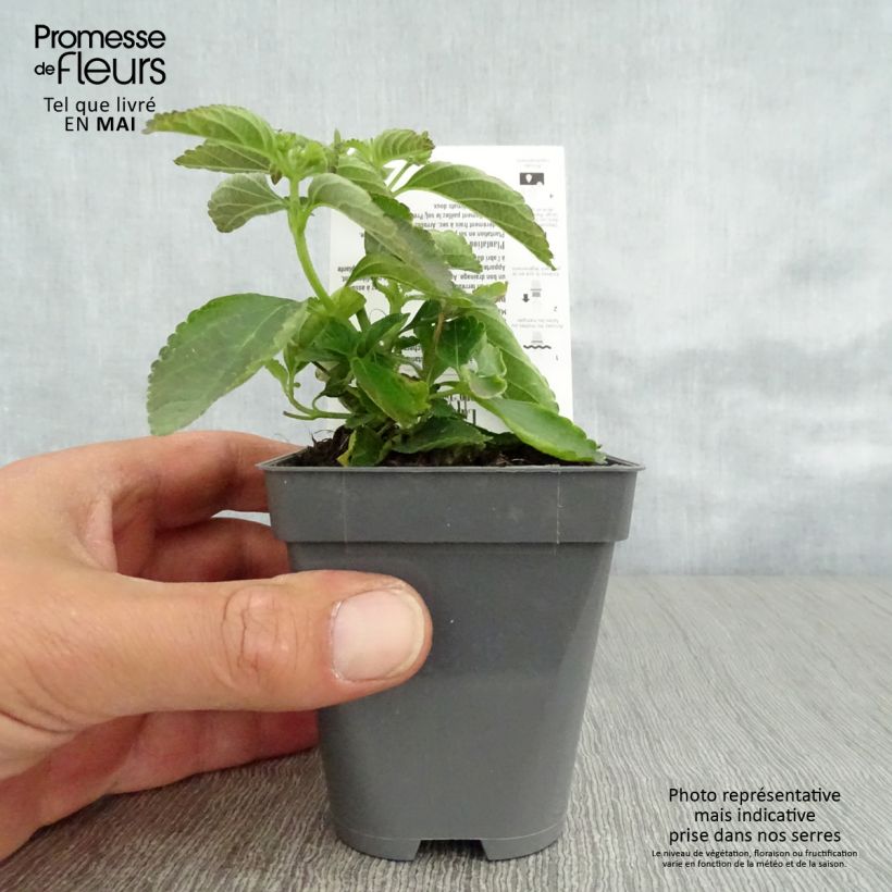 Exemplaar van Lantana Calippo Tutti Frutti - Wandelaar Kweekpotje van 8/9 cm zoals geleverd in de lente