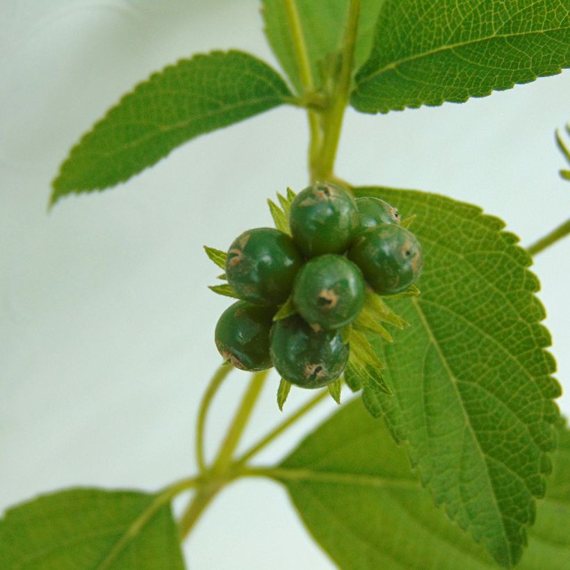 Lantana Chapel Hill Gold - Wandelaar (Oogst)