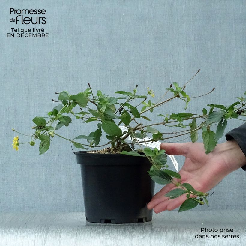 Exemplaar van Lantana Chapel Hill Gold - Wandelaar Pot van 2 l/3 l zoals geleverd in de winter