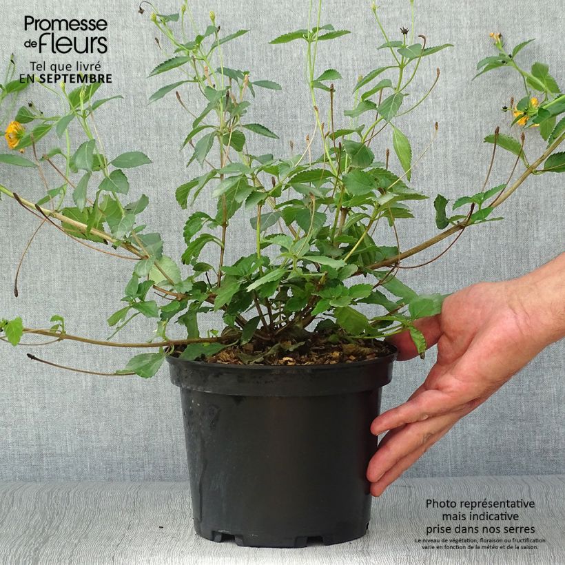 Exemplaar van Lantana Chapel Hill Gold - Wandelaar Pot van 2 l/3 l zoals geleverd in de herfst