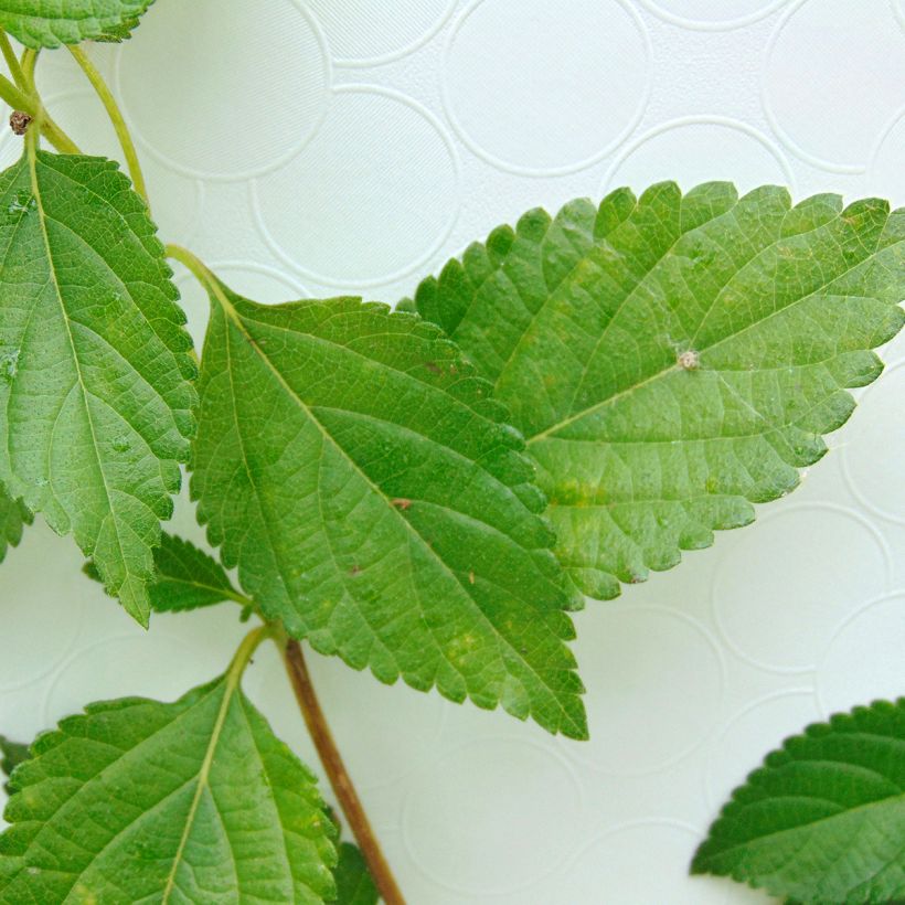 Lantana Chapel Hill Yellow - Wandelaar (Blad)