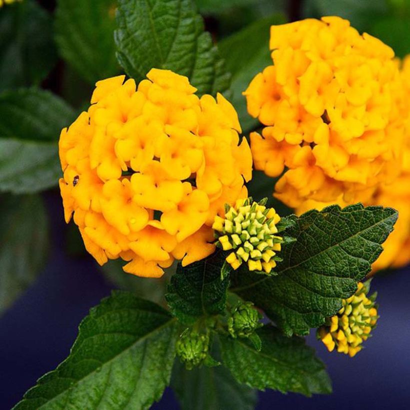 Lantana Chapel Hill Yellow - Wandelaar (Bloei)