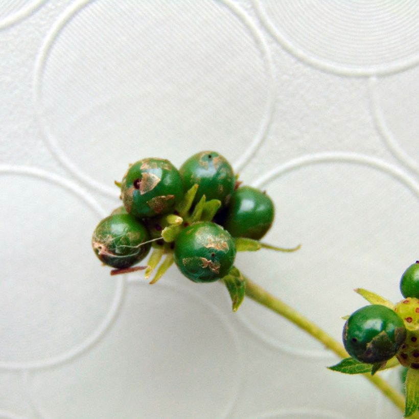 Lantana Chapel Hill Yellow - Wandelaar (Oogst)