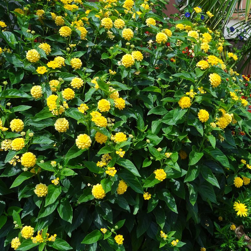 Lantana Chapel Hill Yellow - Wandelaar (Groeiplaats)