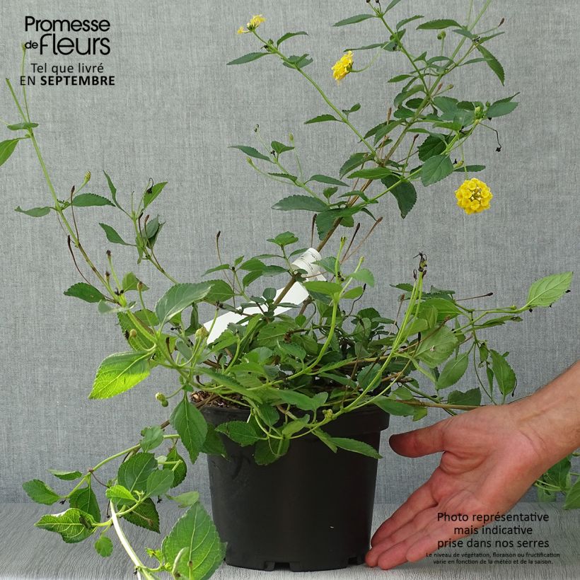 Exemplaar van Lantana Chapel Hill Yellow - Wandelaar Pot van 2 l/3 l zoals geleverd in de herfst