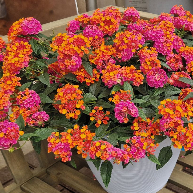 Lantana PassionFruit - Wandelaar (Groeiplaats)