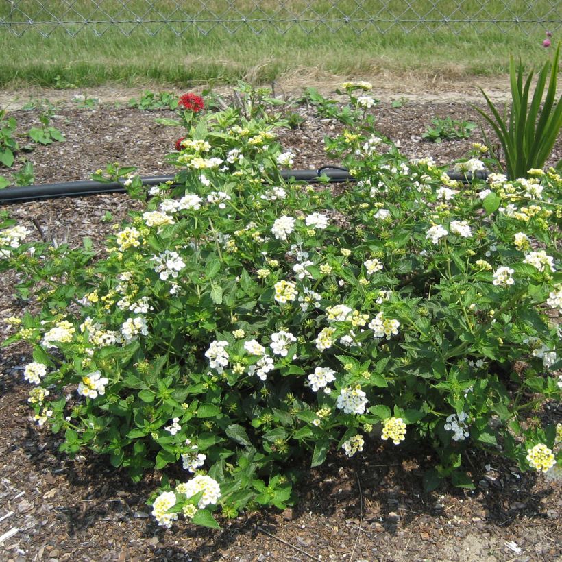 Lantana Sunny Side Up - Wandelaar (Groeiplaats)