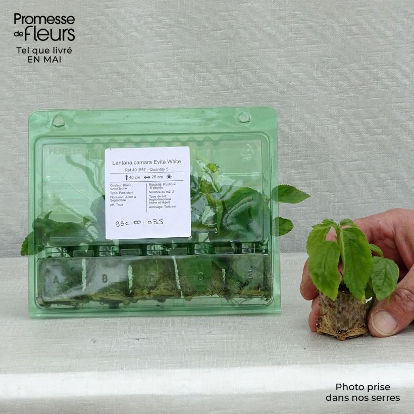 Exemplaar van Lantana camara Evita Wit - Wandelaar Mini-mot Ø 3/4 cm zoals geleverd in de lente